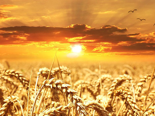 Čarobni ljetni solsticij nas uvodi u posebno razdoblje: Prevlast energije Raka, Lava i Djevice!